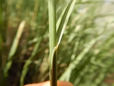 Sporobolus wrightii - big alkali sacaton - 53462510141