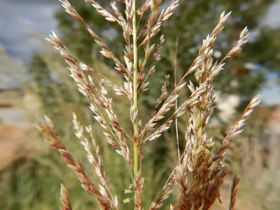 Sporobolus wrightii - big alkali sacaton - 53462826694