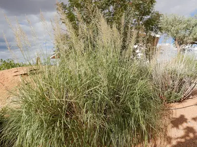 Sporobolus wrightii - big alkali sacaton - 53462510801
