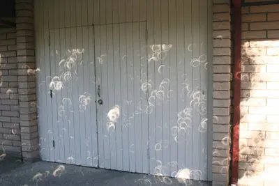 Unusual sun spots (through leaves) when sun becomes a ring - Солнце - кольцо и то, что пробилось сквозь листву - тоже. 20 мая 2012 г - panoramio