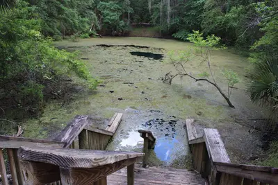 Catfish Hotel Sink from right, Manatee Springs State Park