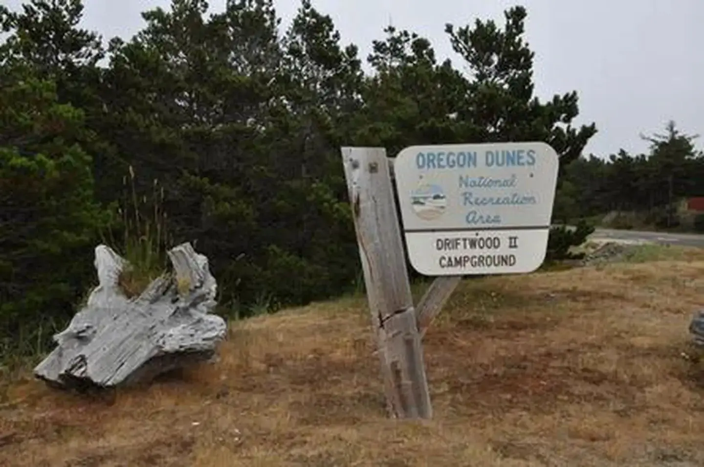 Weathered wooden sign in front of shore pine trees that says "OREGON DUNES National Recreation Area DRIFTWOOD II CAMPGROUND.