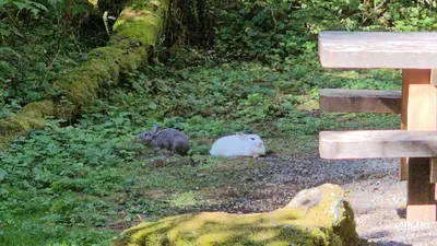 Local fauna