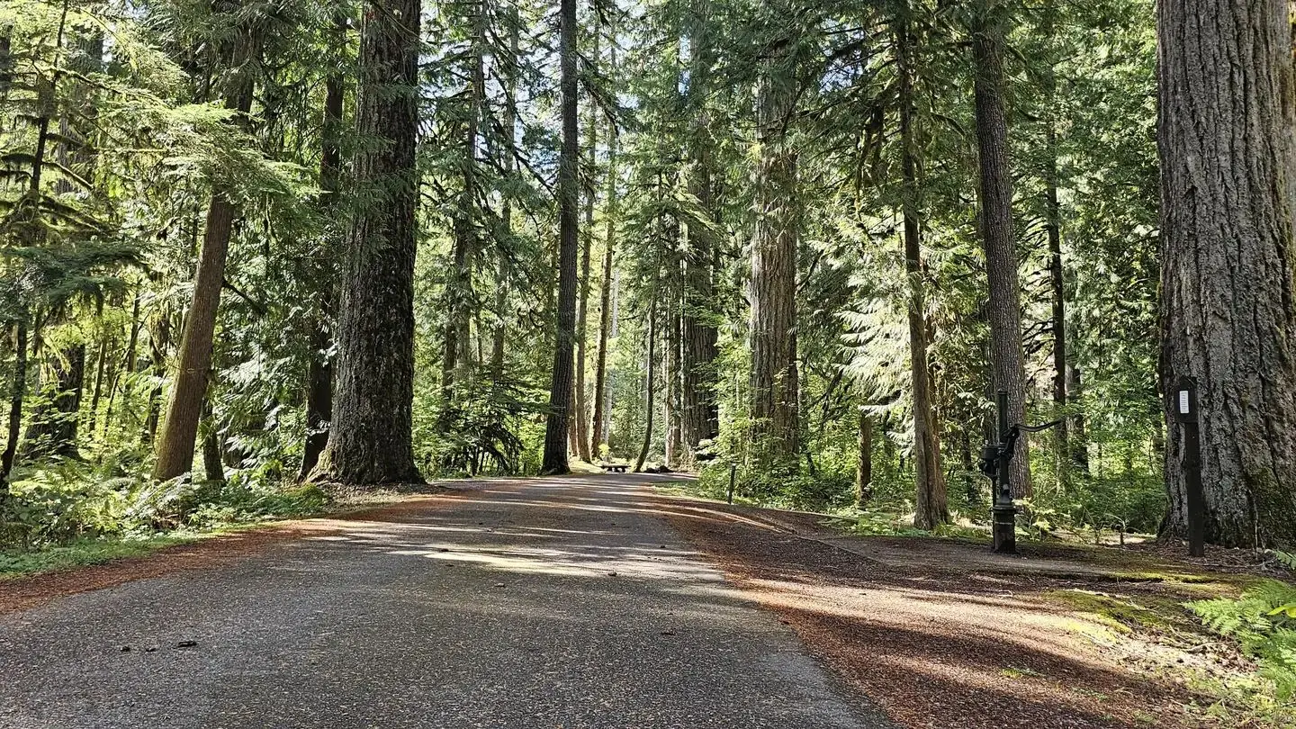 Douglas Fir CG