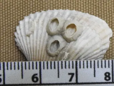 Amphibalanus venustus 32113363