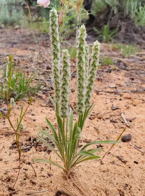 Plantago patagonica - Laura Gaudette 02