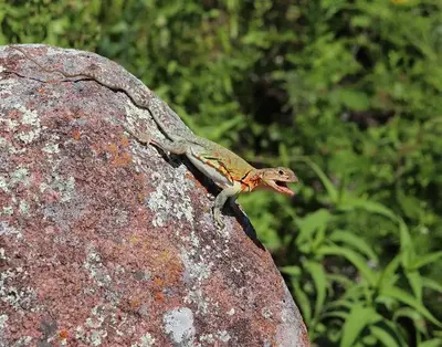 A colorful lizard sits atop a boulder.