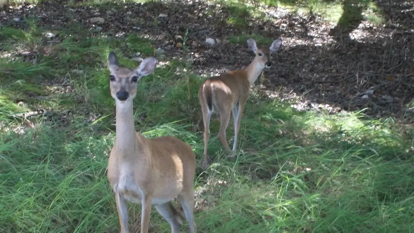 Wild Deer