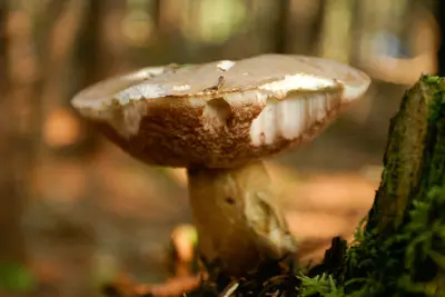 Mushroom Mushroom (208607662)