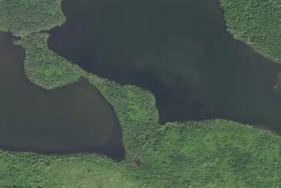 Rose Lake #1