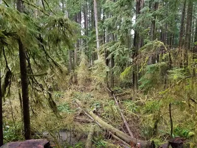 Bogachiel State Park rainforest