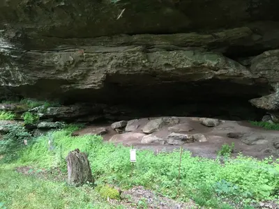 White-haired goldenrod found in or near rock shelters in the Red River Gorge on the Daniel Boone National Forest