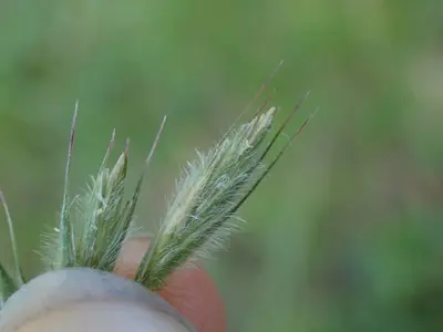 Leymus innovatus 163954135