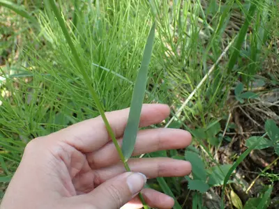 Leymus innovatus 163954152