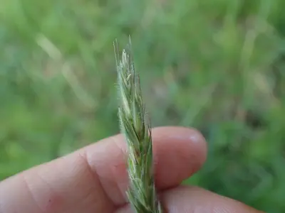 Leymus innovatus 163954119