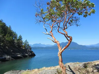 Arbutus menziesii (9367984226)