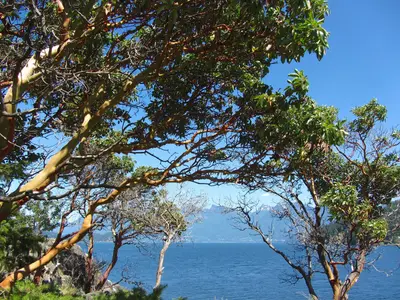 Arbutus grove (9365216683)