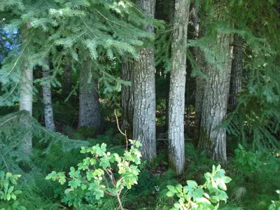 Blackstone Territorial Park (6457139339)