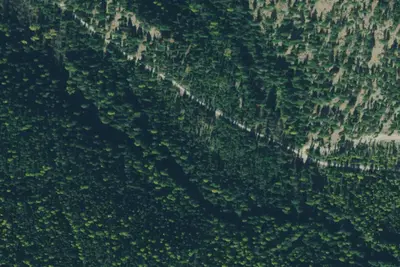 Tamarack 007a