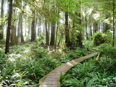 Ozette trail boardwalk - panoramio