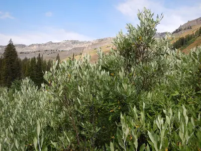 Salix lemmonii (in Death Canyon) (28585512833)