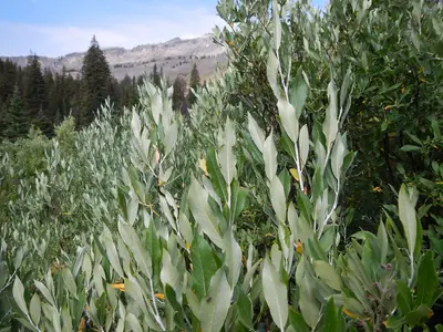 Salix lemmonii or Salix drummondiana (in Death Canyon) (28583295604)