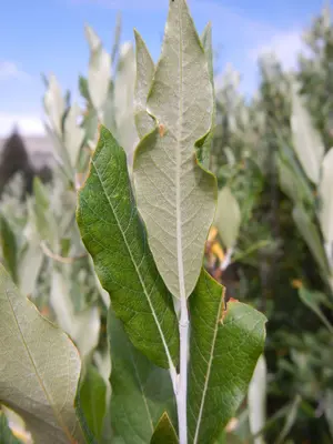 Salix lemmonii or S. drummondiana (in Death Canyon) (28917818230)