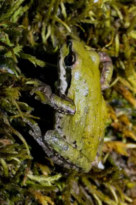 Hylidae- Hyliola regilla (Pacific Treefrog) - 26640255077