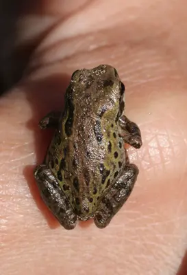 Hylidae- Hyliola regilla (Pacific Treefrog)