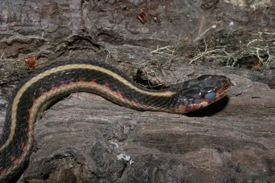 Colubridae- Thamnophis sirtalis fitchi (Valley Garter Snake) - 27639241918