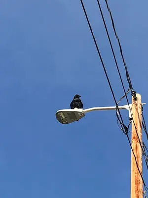 Raven overlooking it all (48709815807)