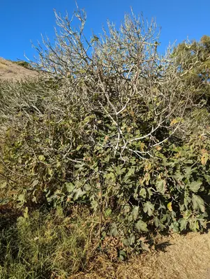 Ficus carica 450202254