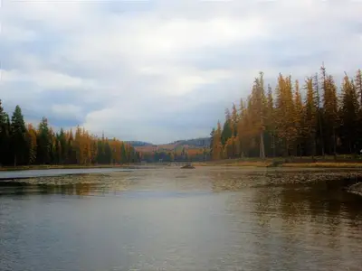 A photo of the outlet of Seeley Lake and the Clearwater River. The Western larch trees display their golden needles in Autumn.