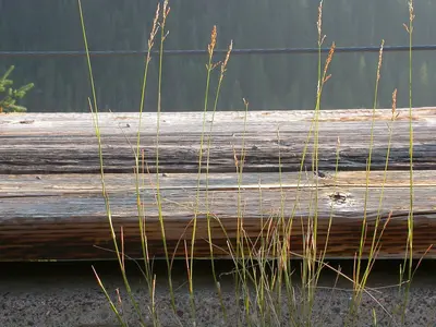 Poa compressa (3851464468)