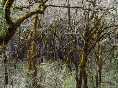 Bothe-Napa Valley State Park (01811)