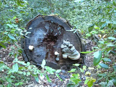 Boothe-Napa Valley State Park. Shelf fungus. - panoramio