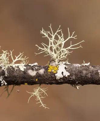 Fruticose lichen (01902)