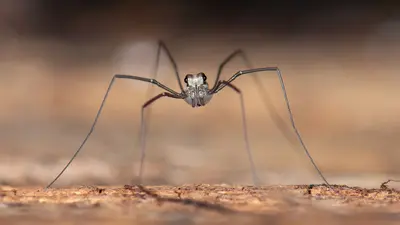 Eyes on legs
