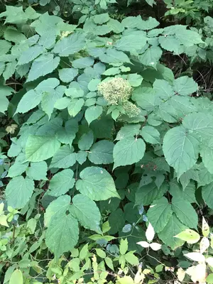 Aralia racemosa 222873814