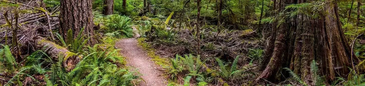 Dirt trail through old-growth forest with big trees at Newhalem Creek Campground