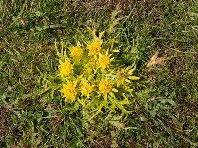 Footsteps-of-spring (Sanicula arctopoides) (5473140488)