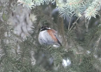 Poecile rufescens, Kooskia, Idaho 3