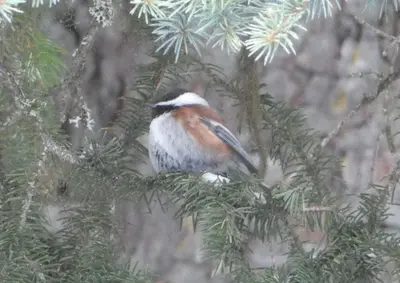 Poecile rufescens, Kooskia, Idaho 1
