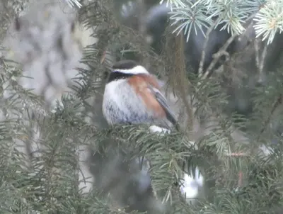 Poecile rufescens, Kooskia, Idaho 2