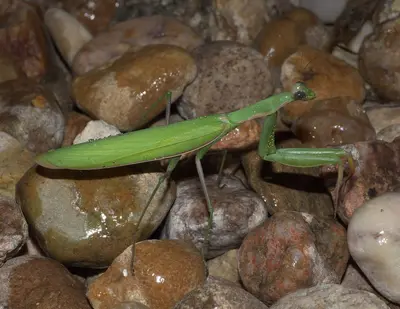 Mantis religiosa P1100666b