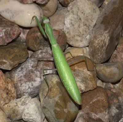 Mantis religiosa P1100664a