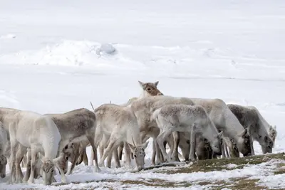 Caribou Rangifer tarandus caribou (33666562941)