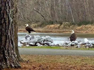 JENNINGS FERRY Campground