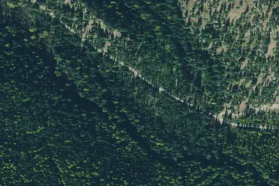 Tamarack 007b