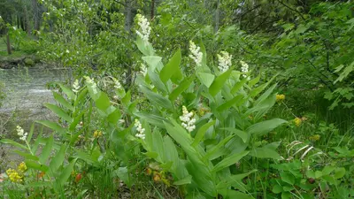 Maianthemum racemosum 2